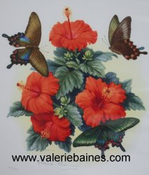 Tropical Butterflies with Hibiscus